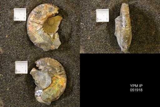 Hoploscaphites comprimus