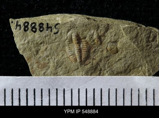 undet. Ptychopariida