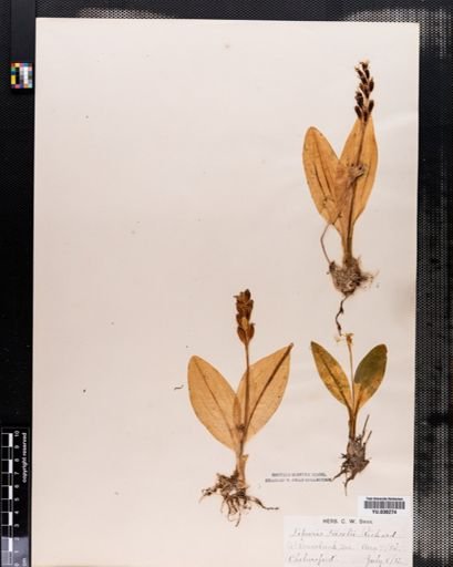 Liparis loeselii