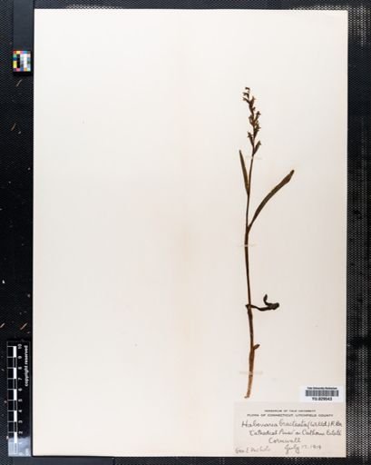 Habenaria bracteata