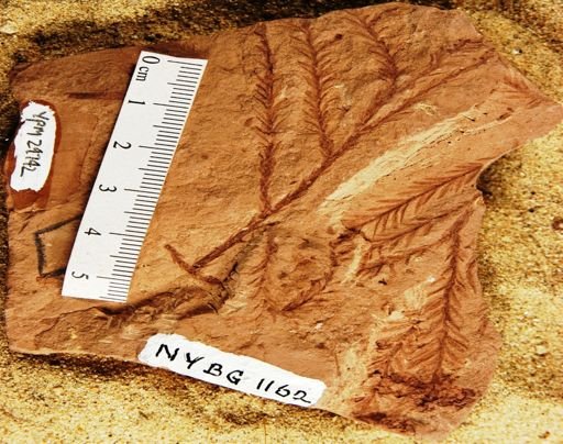 Sequoia affinis