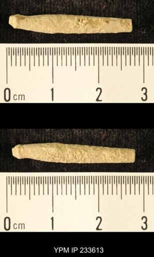 Archaeocidaris sp.