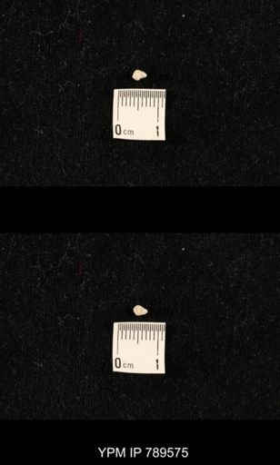 undet. Bryozoa
