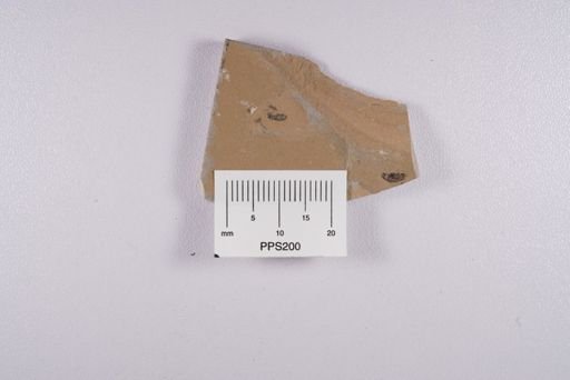 Curculionidae