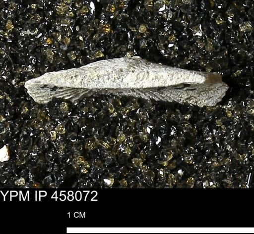 Strophodonta sp.