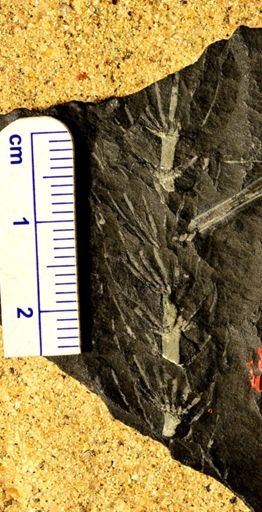 Asterophyllites equisetiformis