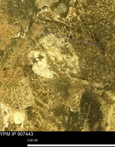 undet. Bivalvia