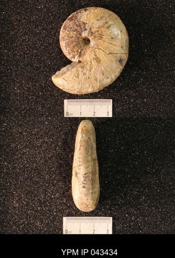 Hoploscaphites nicolletii