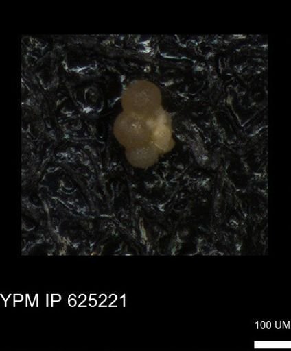 undet. Rugoglobigerinidae