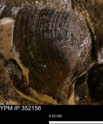 Limopsis striatopunctatus