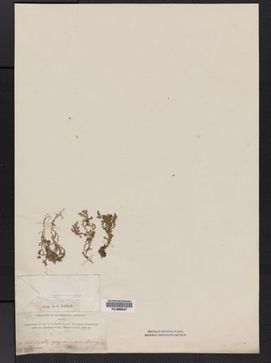 Selaginella