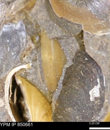 Limopsis striatopunctatus