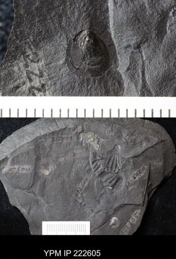 undet. Linguloidea