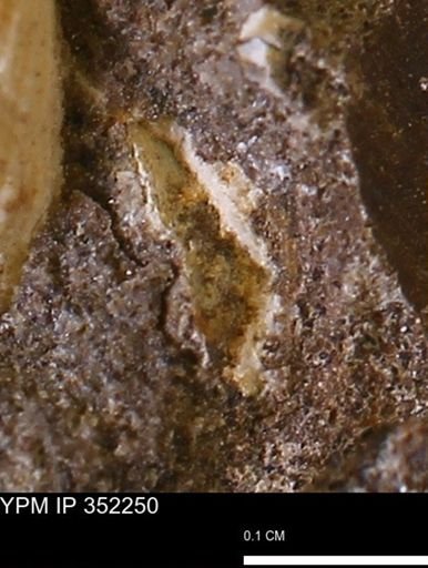 undet. Mollusca