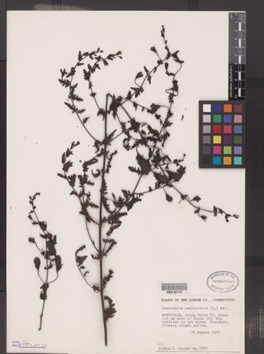 Aureolaria flava