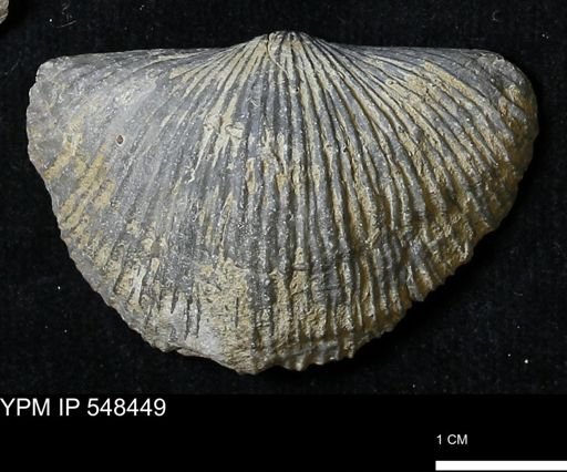 Stropheodonta kemperi