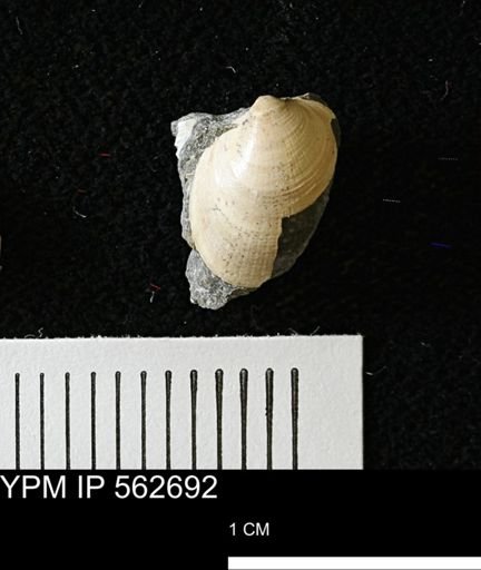 Limopsis striatopunctatus