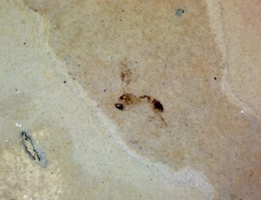 undet. Hymenoptera