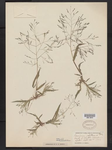 Panicum capillare