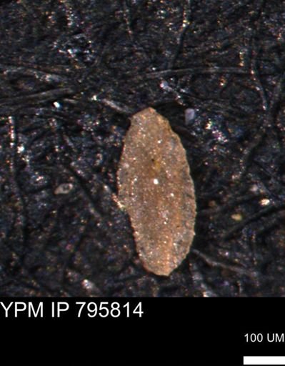 Miliammina manitobensis