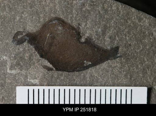undet. Eurypterida