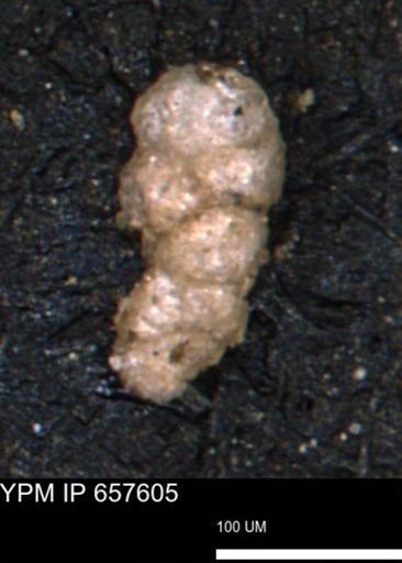 Verneuilinoides hectori