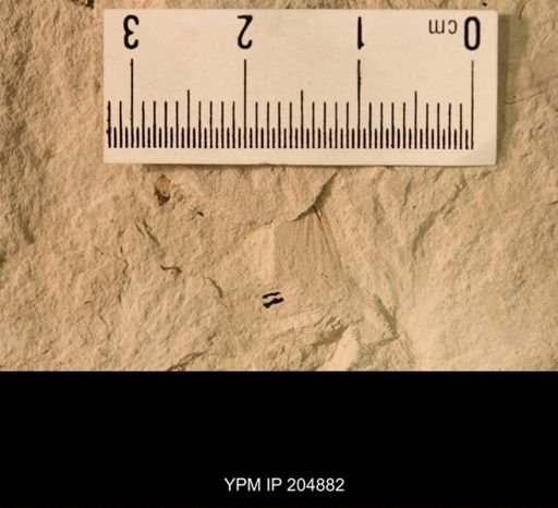 Grylloblattida