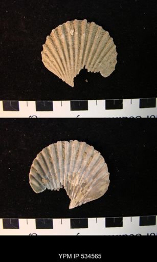 Chesapecten nefrens