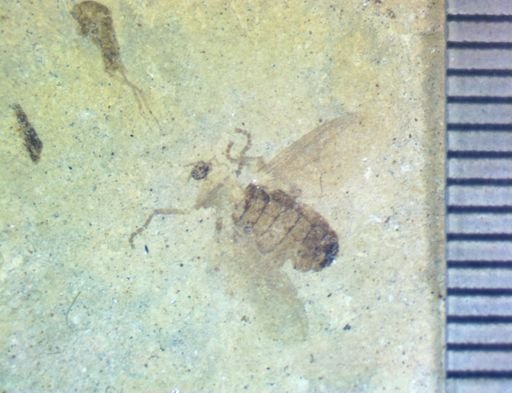 undet. Apterygota