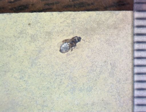 Hemiptera?