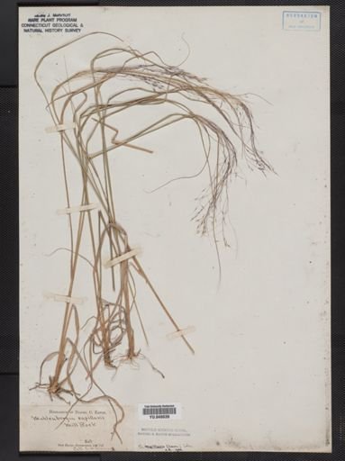 Muhlenbergia capillaris