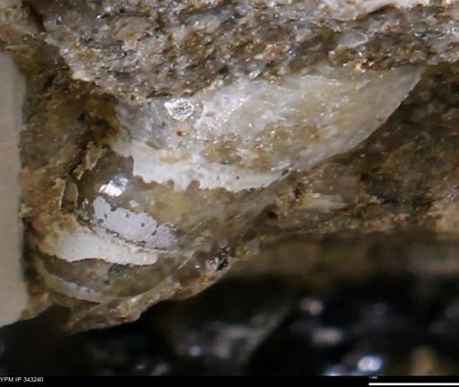 undet. Gastropoda