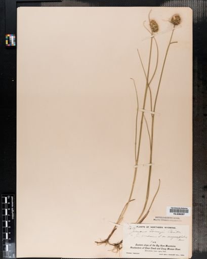 Juncus torreyi