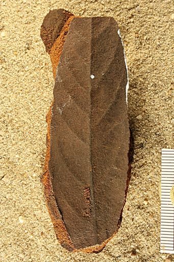 Angiospermopsida