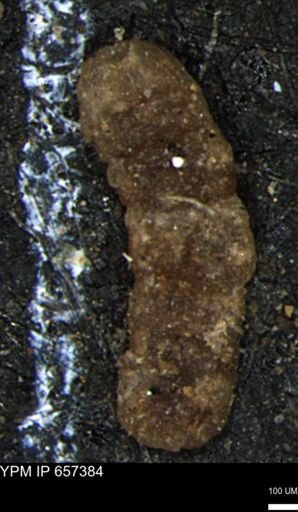 Ammobaculites euides