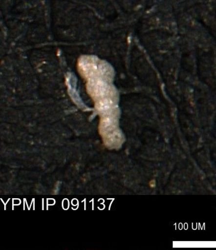 Verneuilinoides kansasensis