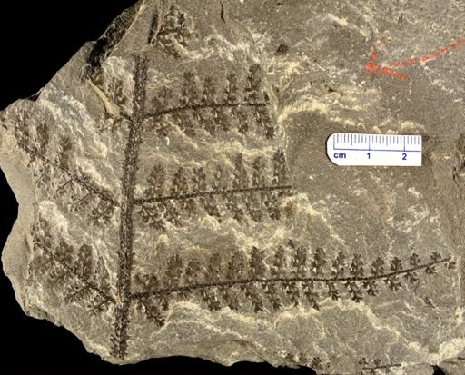Sphenopteris sp.