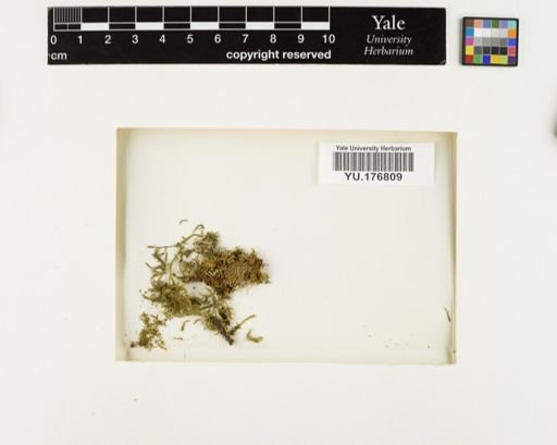 Plantae