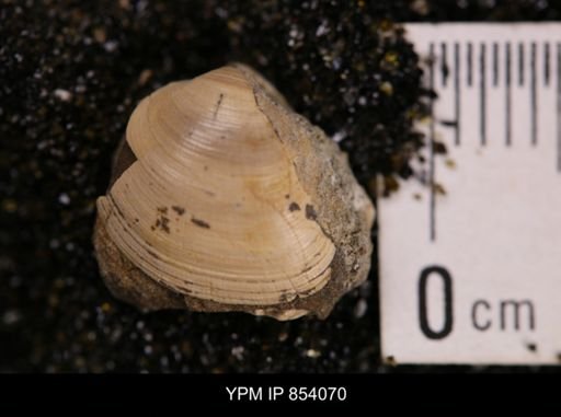 Limopsis striatopunctatus