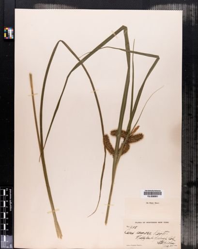 Carex comosa
