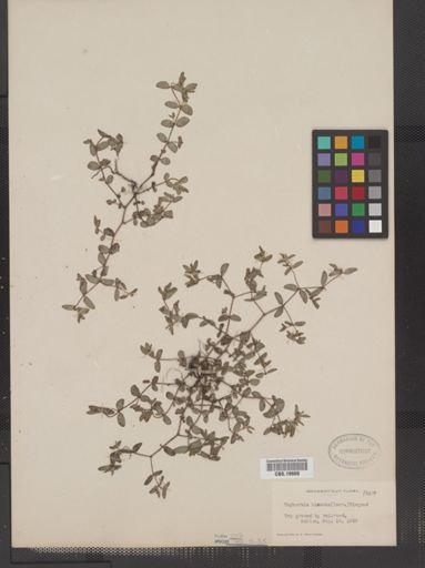 Euphorbia vermiculata