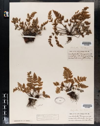 Cheilanthes