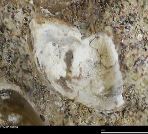 undet. Bivalvia