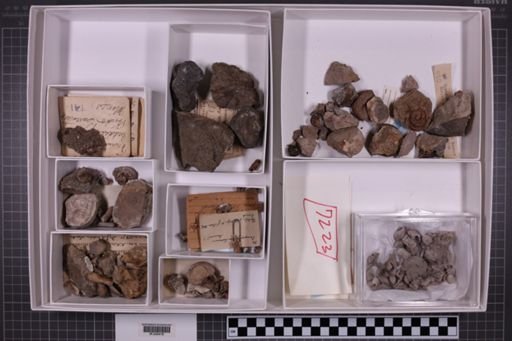 mixed taxa, stratigraphic collection