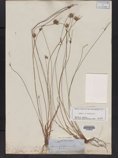 Cyperus