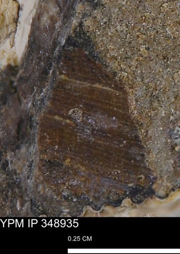 undet. Mollusca
