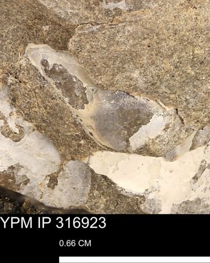 Phelopteria