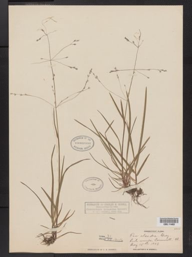 Poa alsodes