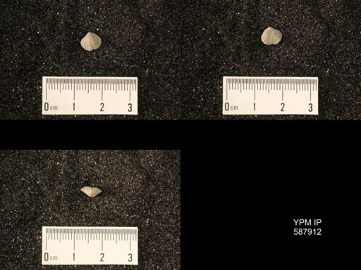 Zygospira modesta