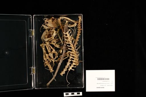 Iguana iguana